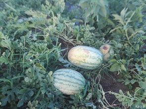 有啥吃瓜的论坛